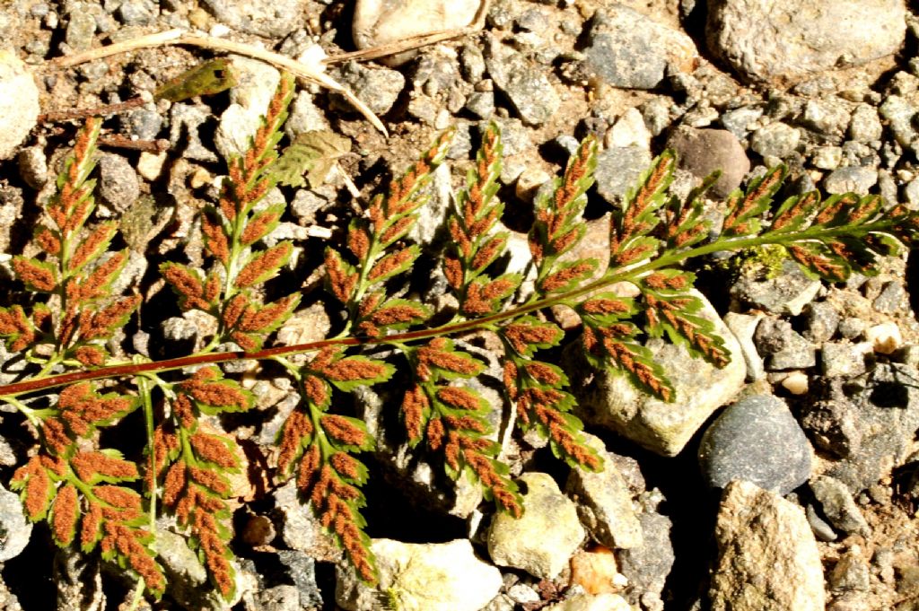 Asplenium adiantum-nigrum / Asplenio adianto nero